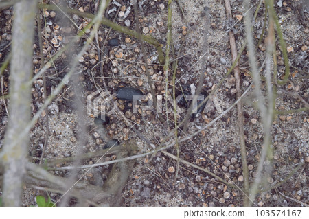 Carcass of giant leopard beetle Carcass of giant leopard beetle 103574167