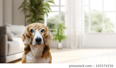 Adorable beagle dog portrait on cozy and light interior background. Domestic Pet Adorable beagle dog portrait on cozy and light interior background. Domestic Pet 103574256