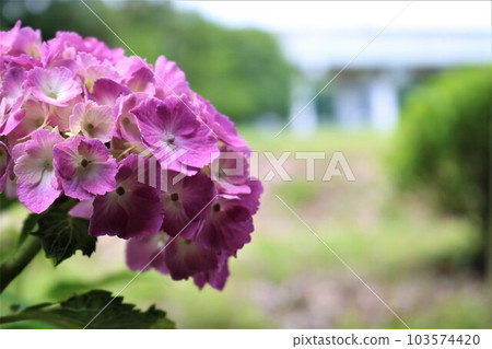 Flowers blooming against the back of the viaduct, elegant hydrangea, fresh green park Flowers blooming against the back of the viaduct, elegant hydrangea, fresh green park 103574420