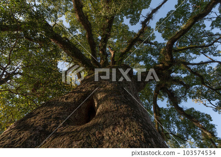 　The townscape of Kiragawa-cho 103574534