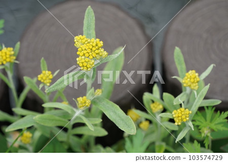 Hako Kussha之花 103574729