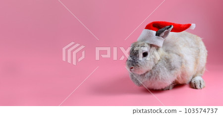 brown bunny wear red santa claus hat sit on pink background with copy space for text 103574737