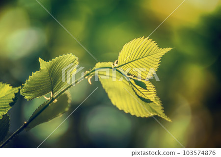 Sunny green leaves Sunny green leaves 103574876