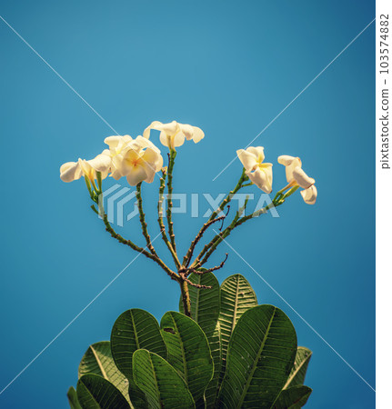 White plumaria flowers White plumaria flowers 103574882
