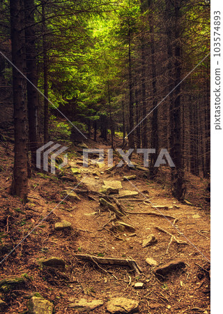 Dark moody forest Dark moody forest 103574893