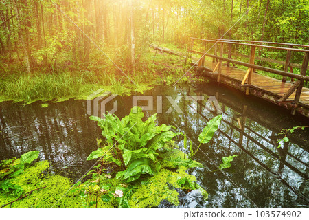 Swamp in the forest 103574902