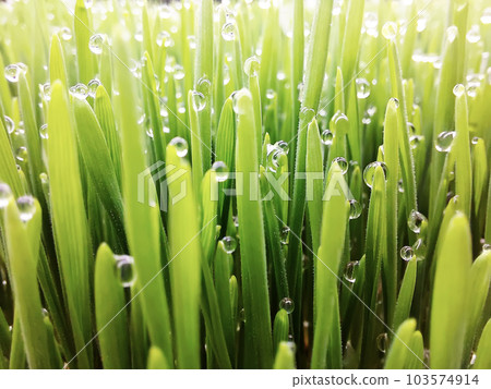 Natural abstract grass background Natural abstract grass background 103574914