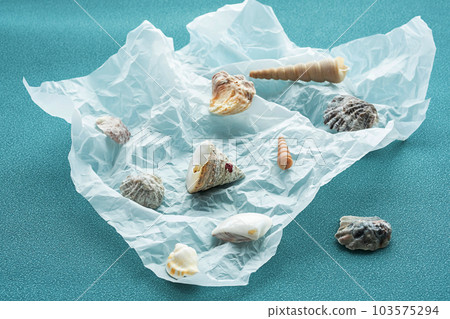 Variety seashells. Collecting sea shells. Variety seashells. Collecting sea shells. 103575294