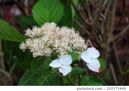 繡球花 繡球花 103575449
