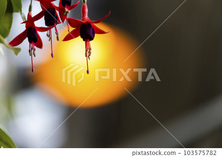 女士耳環紫紅色 103575782