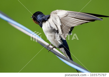 swallow / Japan 103575787