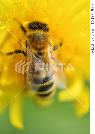 macro shot of working bee at yellow flower- dandelion 103575930
