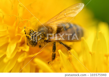 extremly  macro art shot with blur and selective focus of working bee at yellow flower- dandelion 103575940