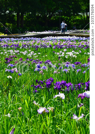 繡球花和鳶尾花盛開的橫須賀鳶尾花花園 103576094