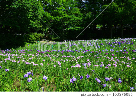 繡球花和鳶尾花盛開的橫須賀鳶尾花花園 繡球花和鳶尾花盛開的橫須賀鳶尾花花園 103576095