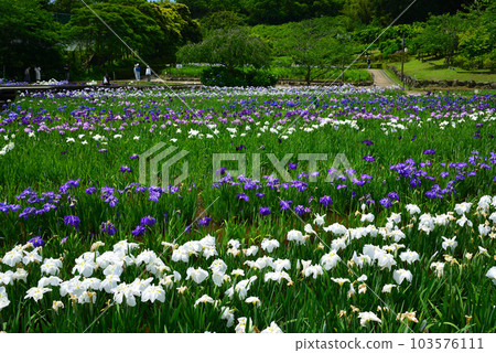 Yokosuka Iris Garden where hydrangeas and irises bloom Yokosuka Iris Garden where hydrangeas and irises bloom 103576111