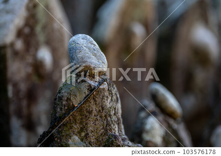 善心峰寺 103576178