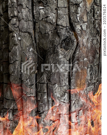 Charred bark of pine. Forest after a devastating fire, macro sho 103576814
