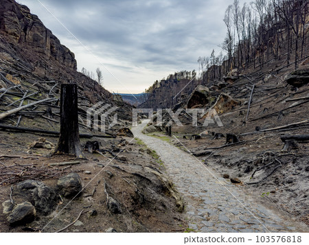 Forest after a devastating fire. Cut down charred trees rolling on the ground. 103576818