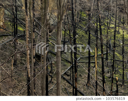 Forest after a devastating fire. Cut down charred trees rolling on the ground. 103576819