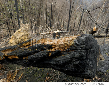 Forest after a devastating fire. Cut down charred trees rolling on the ground. 103576820