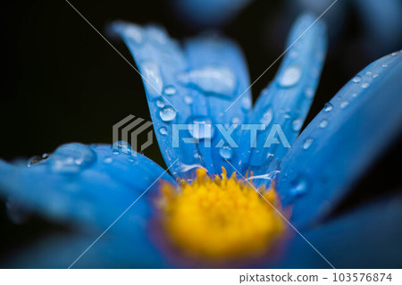 blue flower	 103576874