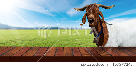 Empty Wooden Table and a Horned Goat on a Countryside Landscape Empty Wooden Table and a Horned Goat on a Countryside Landscape 103577243