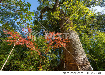 土佐神社 土佐神社 103577303