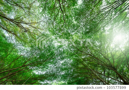 Bottom view of tree with green leaves and branches in tropical forest. Fresh environment in park. Green tree give oxygen in summer garden. Ecology concept. Carbon reduction. Plants for carbon credit. 103577899