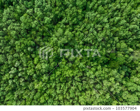 Aerial top view of mangrove forest. Drone view of dense green mangrove trees captures CO2. Green trees background for carbon neutrality and net zero emissions concept. Sustainable green environment. Aerial top view of mangrove forest. Drone view of dense green mangrove trees captures CO2. Green trees background for carbon neutrality and net zero emissions concept. Sustainable green environment. 103577904