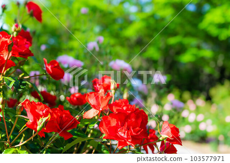 red rose flower in flower bed red rose flower in flower bed 103577971