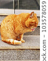 Wild yellow cat washing its face B 103578059