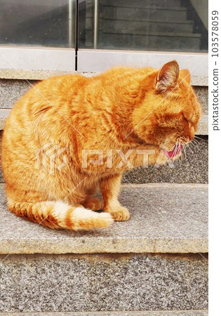 Wild yellow cat washing its face B Wild yellow cat washing its face B 103578059