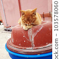 Sleeping wild yellow cat 103578060