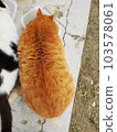 Wild yellow cat eating a meal 103578061