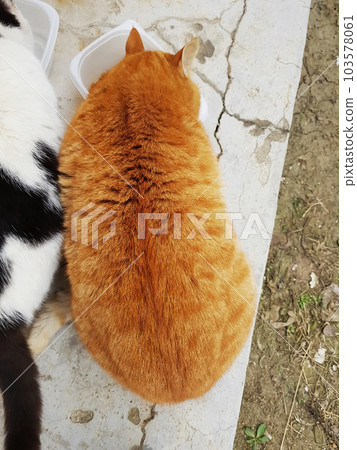 Wild yellow cat eating a meal Wild yellow cat eating a meal 103578061