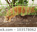 Wild yellow cat resting 103578062