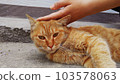 Man-friendly wild cat A 103578063
