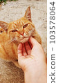 Man-friendly wild cat B 103578064