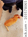 Man-friendly wild cat C 103578065