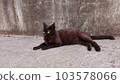 Wild black cat's sensible pose B 103578066