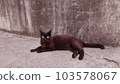 Wild black cat's sensible pose A 103578067