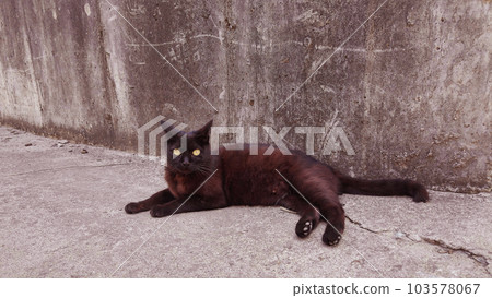 Wild black cat's sensible pose A 103578067