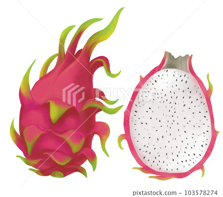 hand painted dragon fruit hand painted dragon fruit 103578274