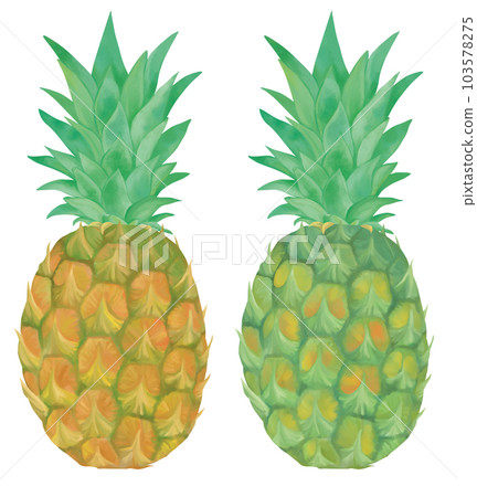 Hand-painted 2 types of pineapple 103578275