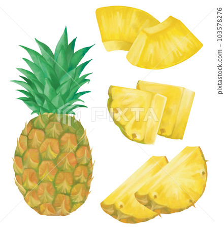 Hand-drawn various pineapples 103578276