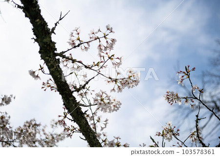 一棵美麗的櫻桃樹 103578361