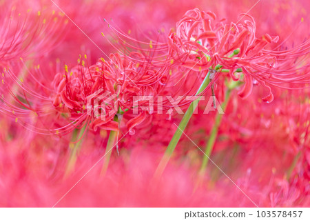 群孤挺花盛開,初秋 群孤挺花盛開,初秋 103578457