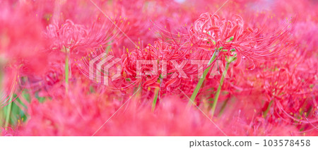 群孤挺花盛開,初秋 群孤挺花盛開,初秋 103578458