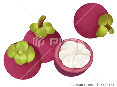 hand painted mangosteen 103578474